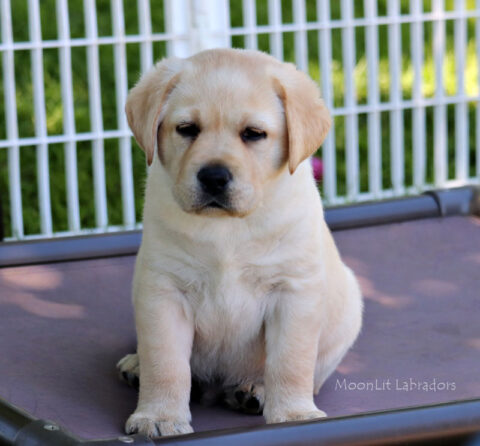 MoonLit Labradors - Preston | MoonLit Labradors | Black, Yellow, and ...
