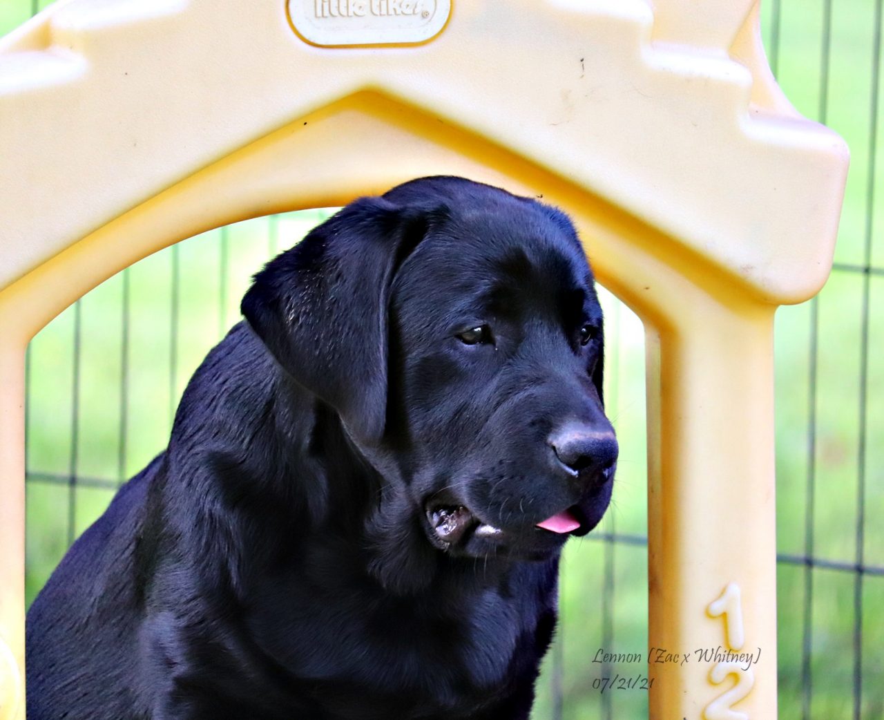 Lennon | MoonLit Labradors | Black, Yellow, and Chocolate