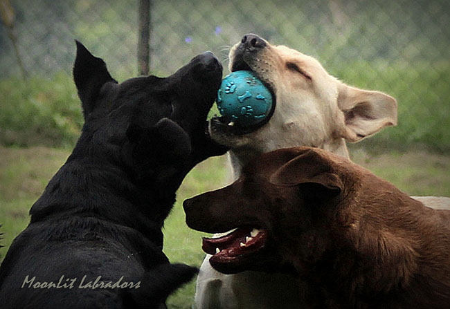 Color Myth | MoonLit Labradors | Black, Yellow, and Chocolate